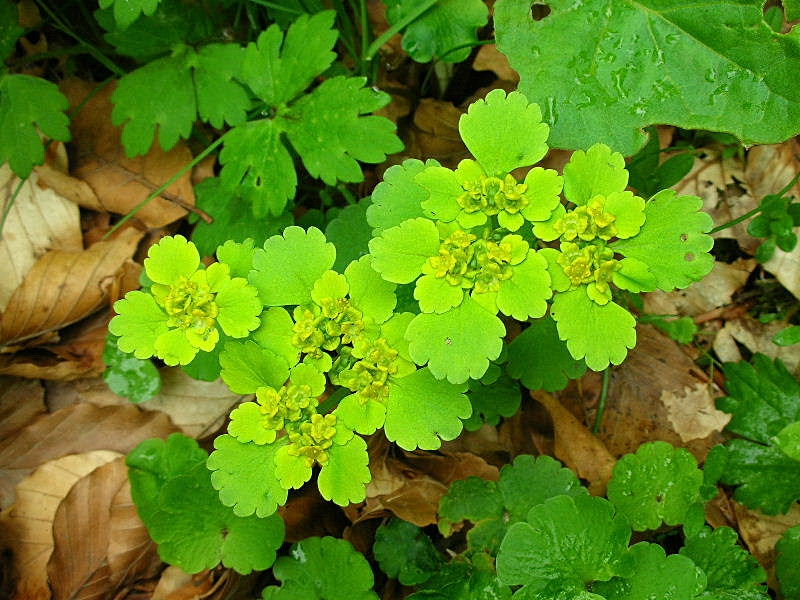 Chrysosplenium alternifolium / Erba-milza comune